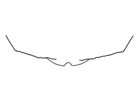   Anthidium paroselae  female, diagram showing the dorsal view of the sixth tergite (T6), diagram from Gonzalez and Griswold 2013 

